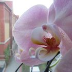 Orchidee