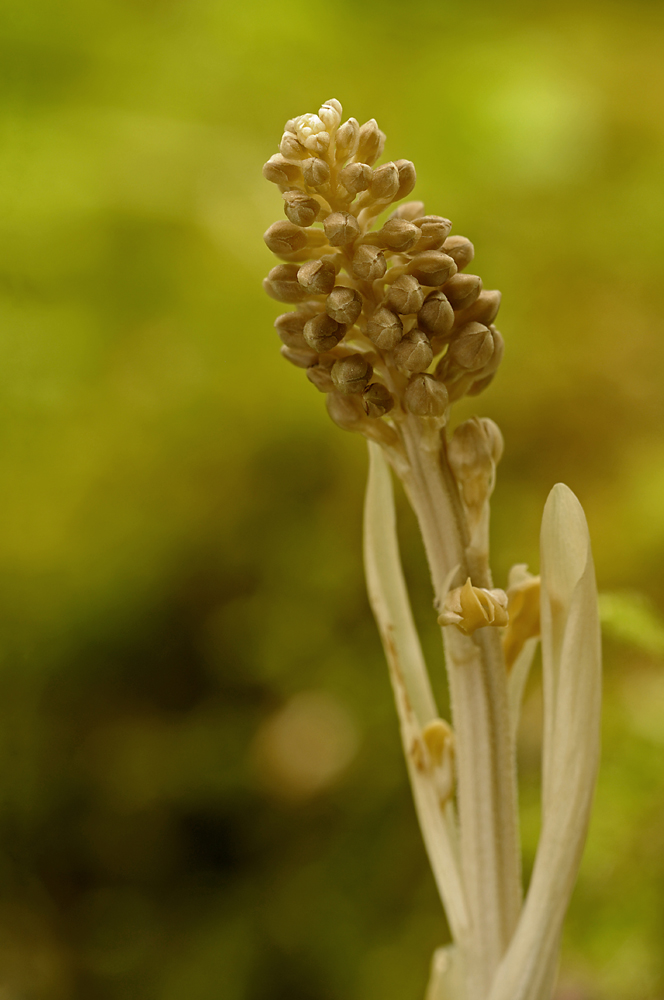 Orchidee 6/2010 (Nestwurz)