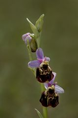 Orchidee 6/2011