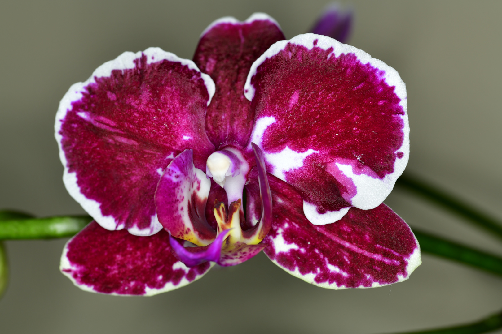 Orchidee