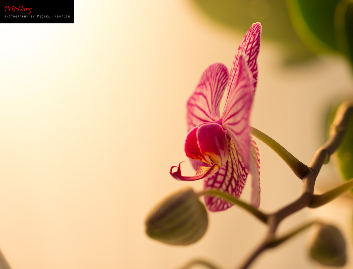 Orchidee