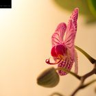 Orchidee