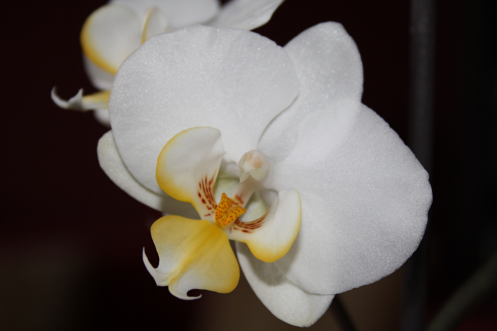 Orchidee