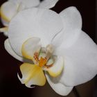 Orchidee