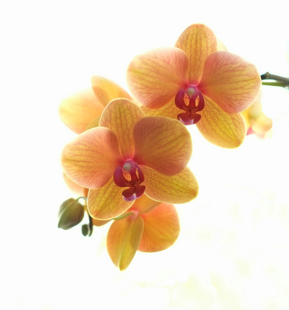 Orchidee