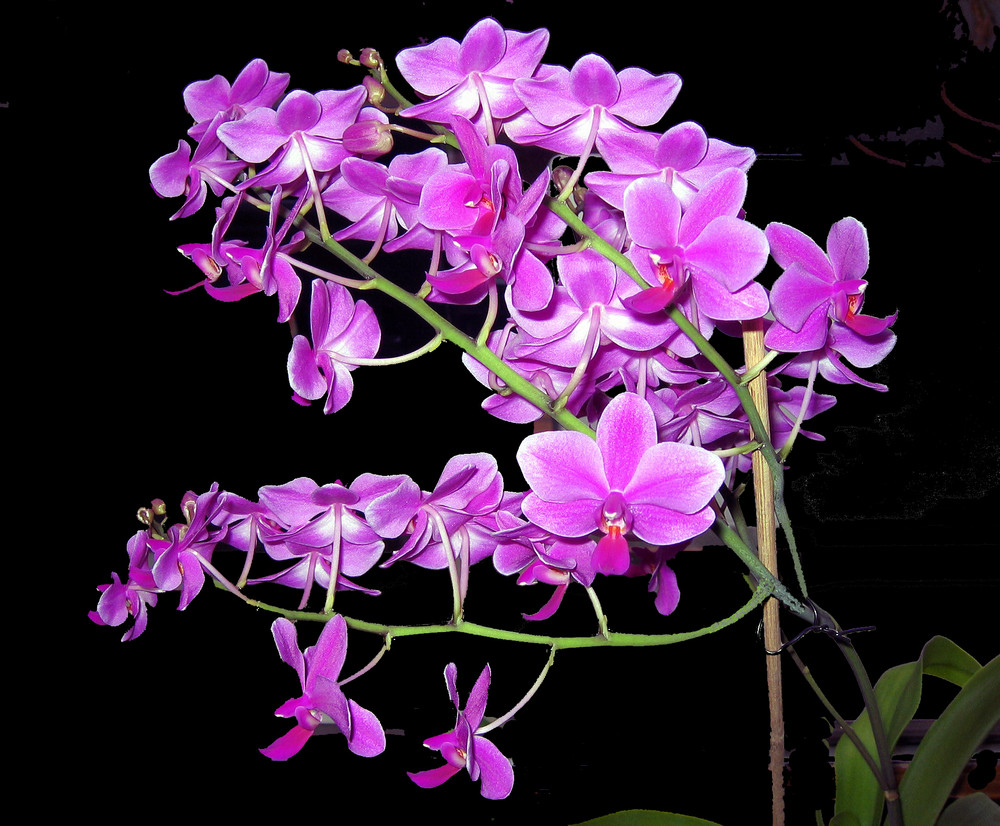 ORCHIDEE