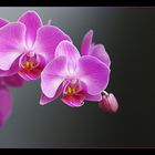 ...::: orchidee :::...