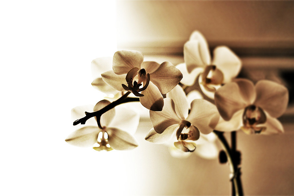 Orchidee