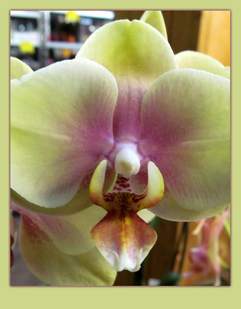 Orchidee ....
