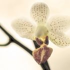 Orchidee