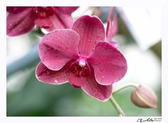 Orchidee