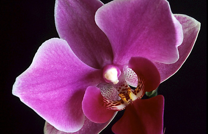 Orchidee