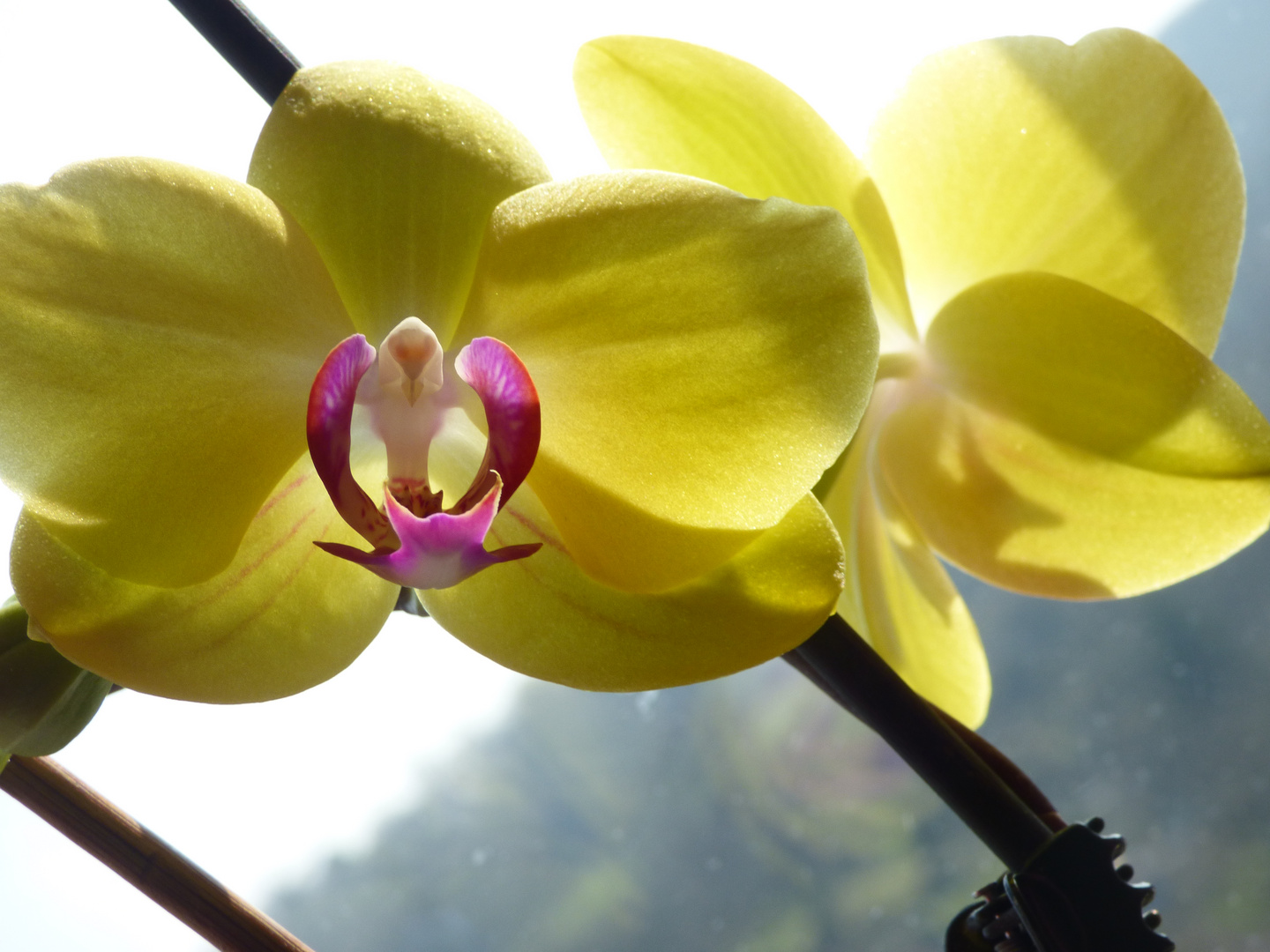 Orchidee