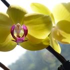 Orchidee