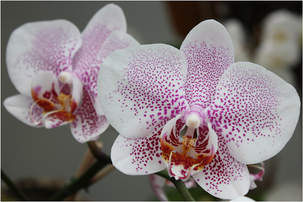 Orchidee