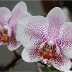 Orchidee