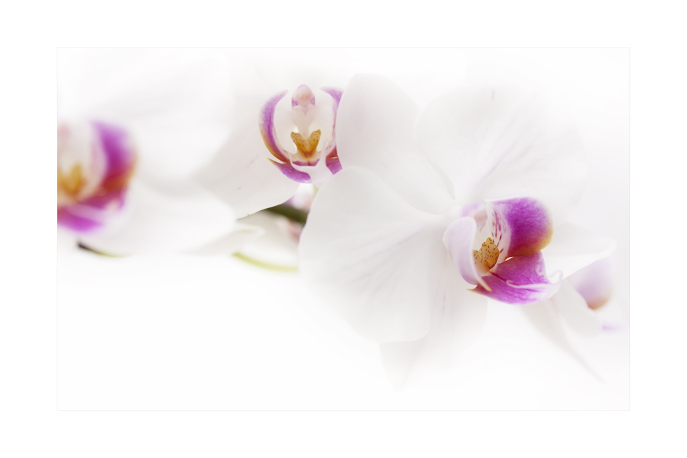 Orchidee