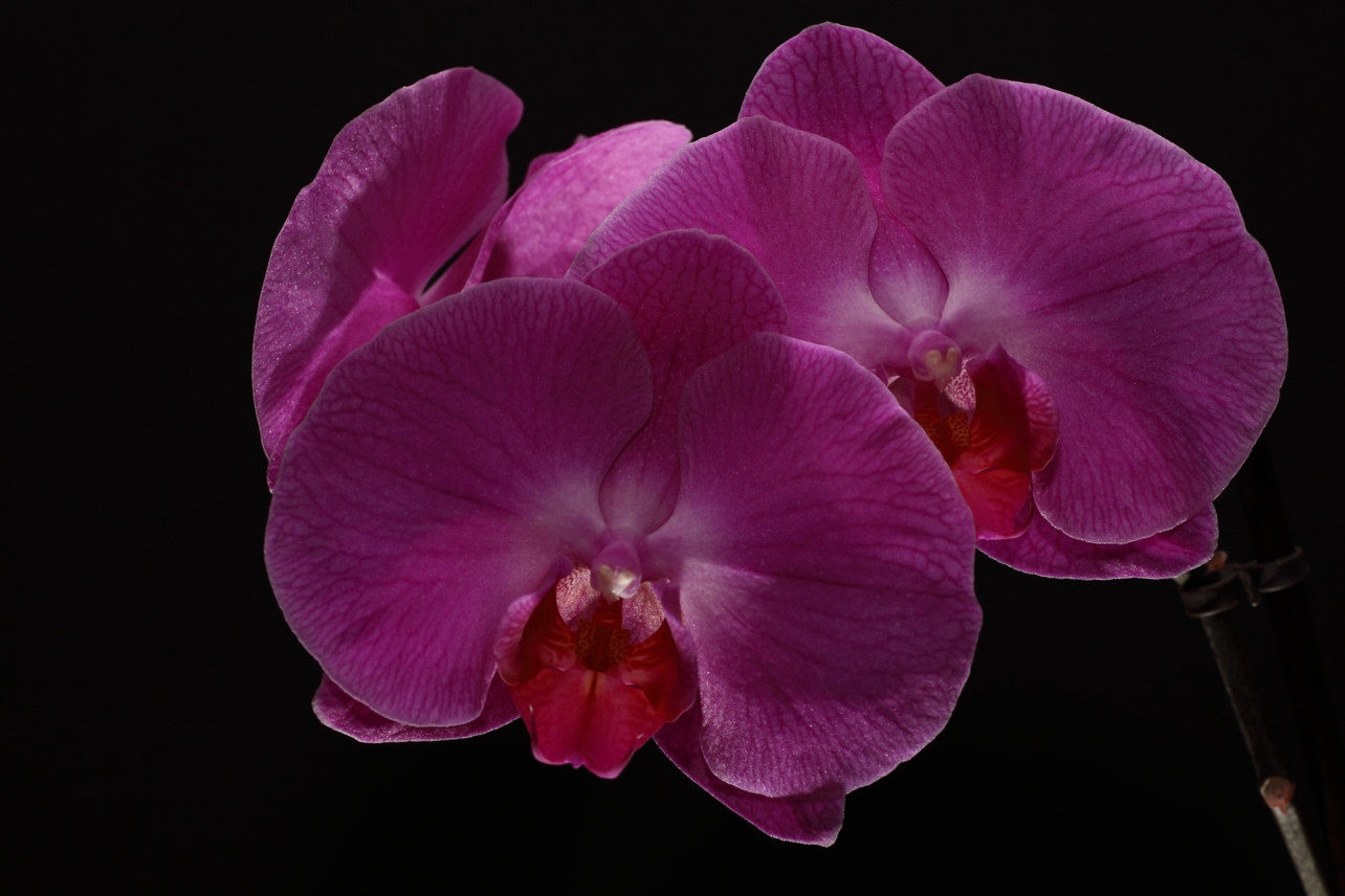 Orchidee