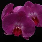 Orchidee