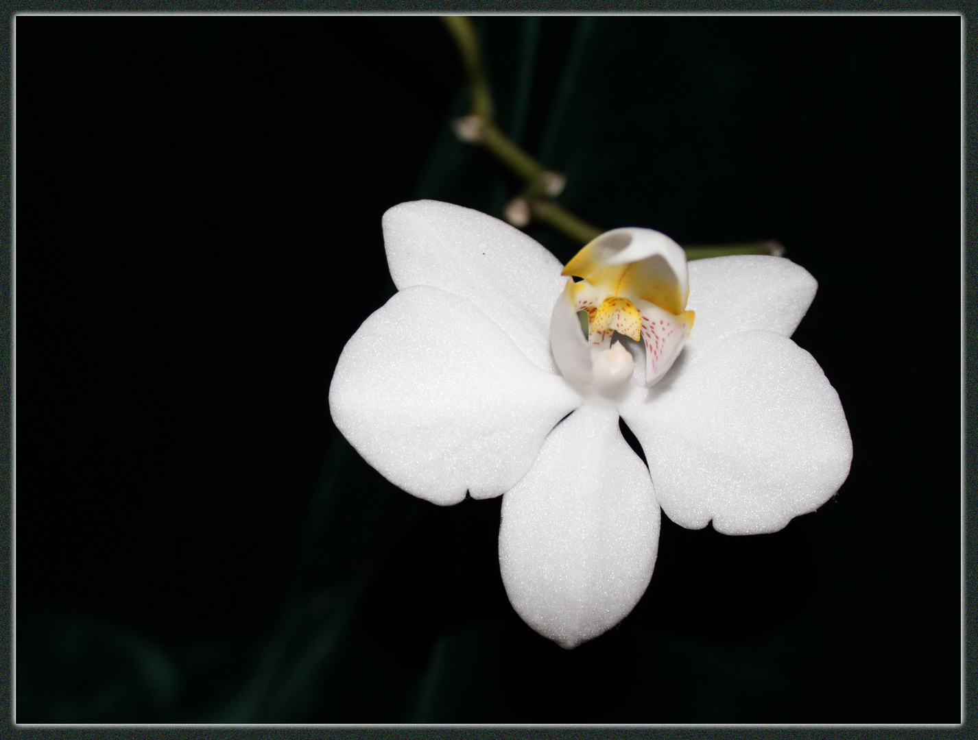 Orchidee ...