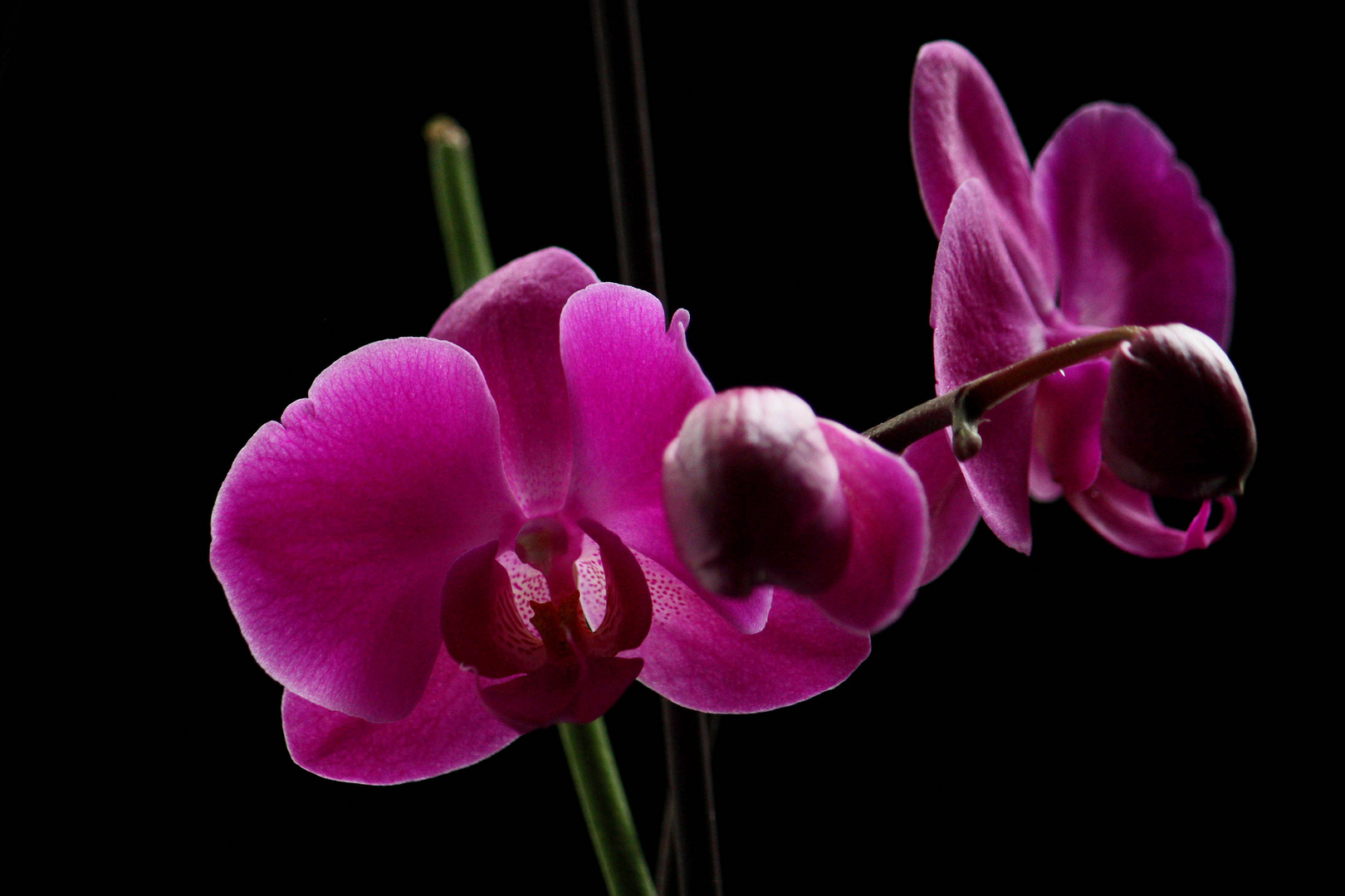 Orchidee