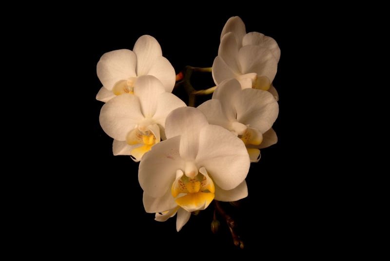 Orchidee