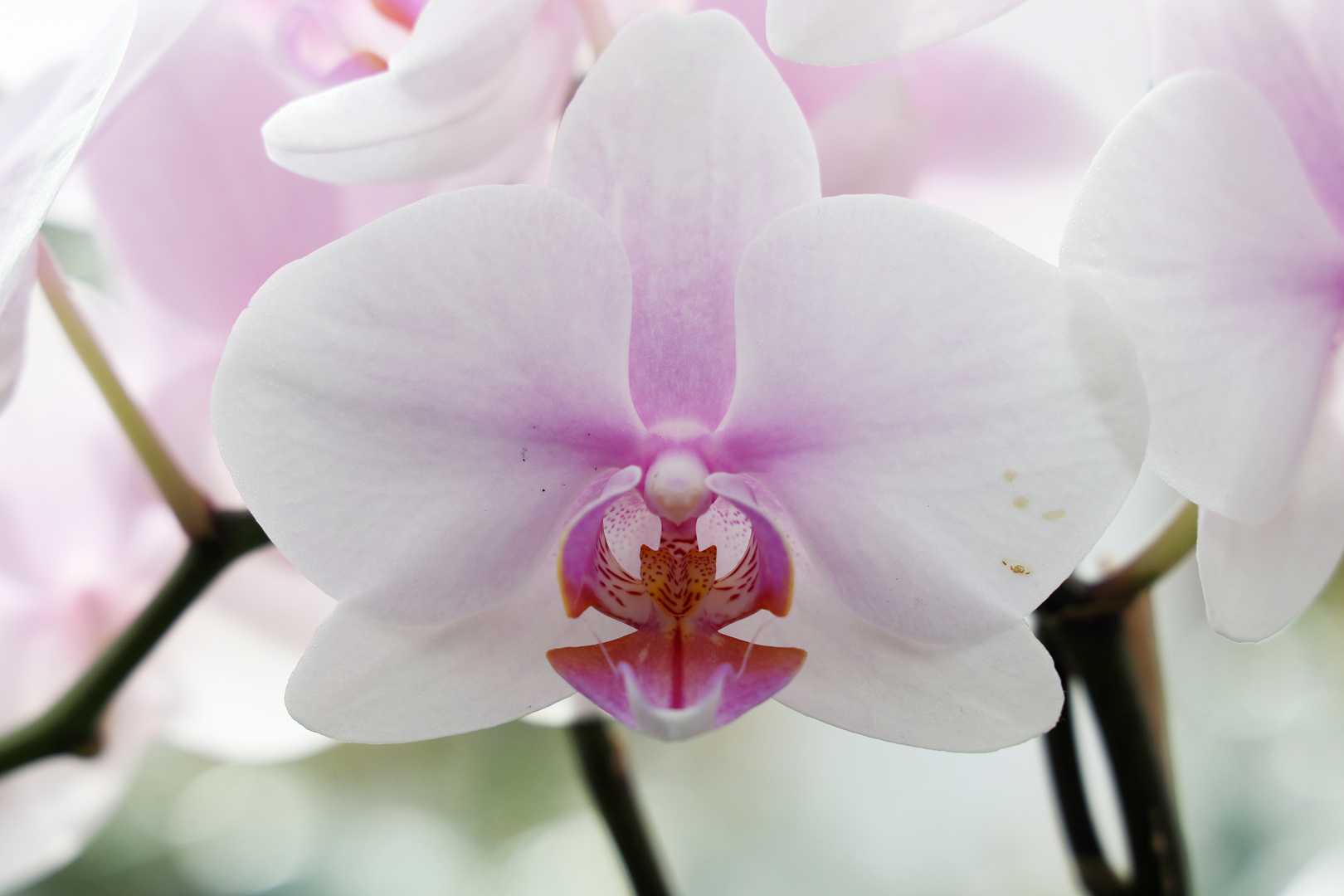 Orchidee