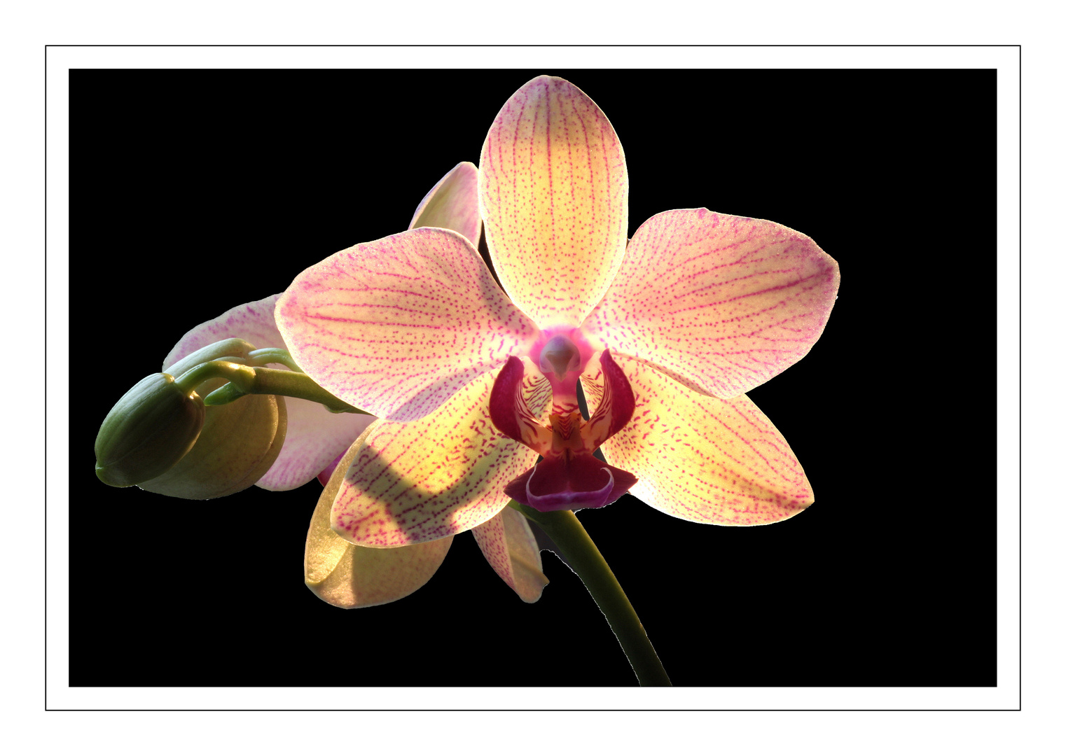 Orchidee.....