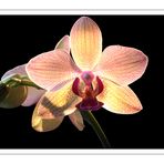 Orchidee.....