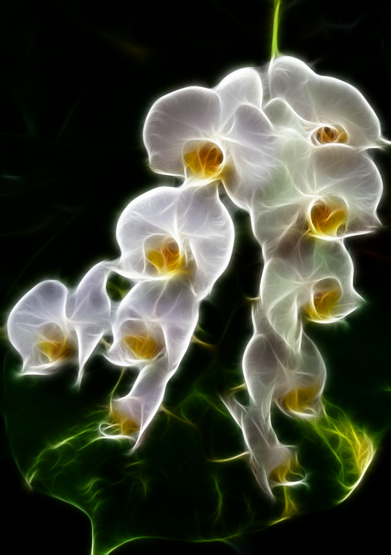 Orchidee