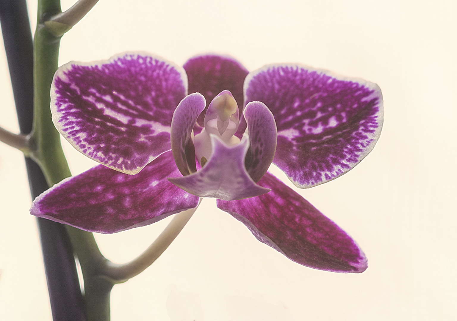 Orchidee