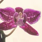 Orchidee