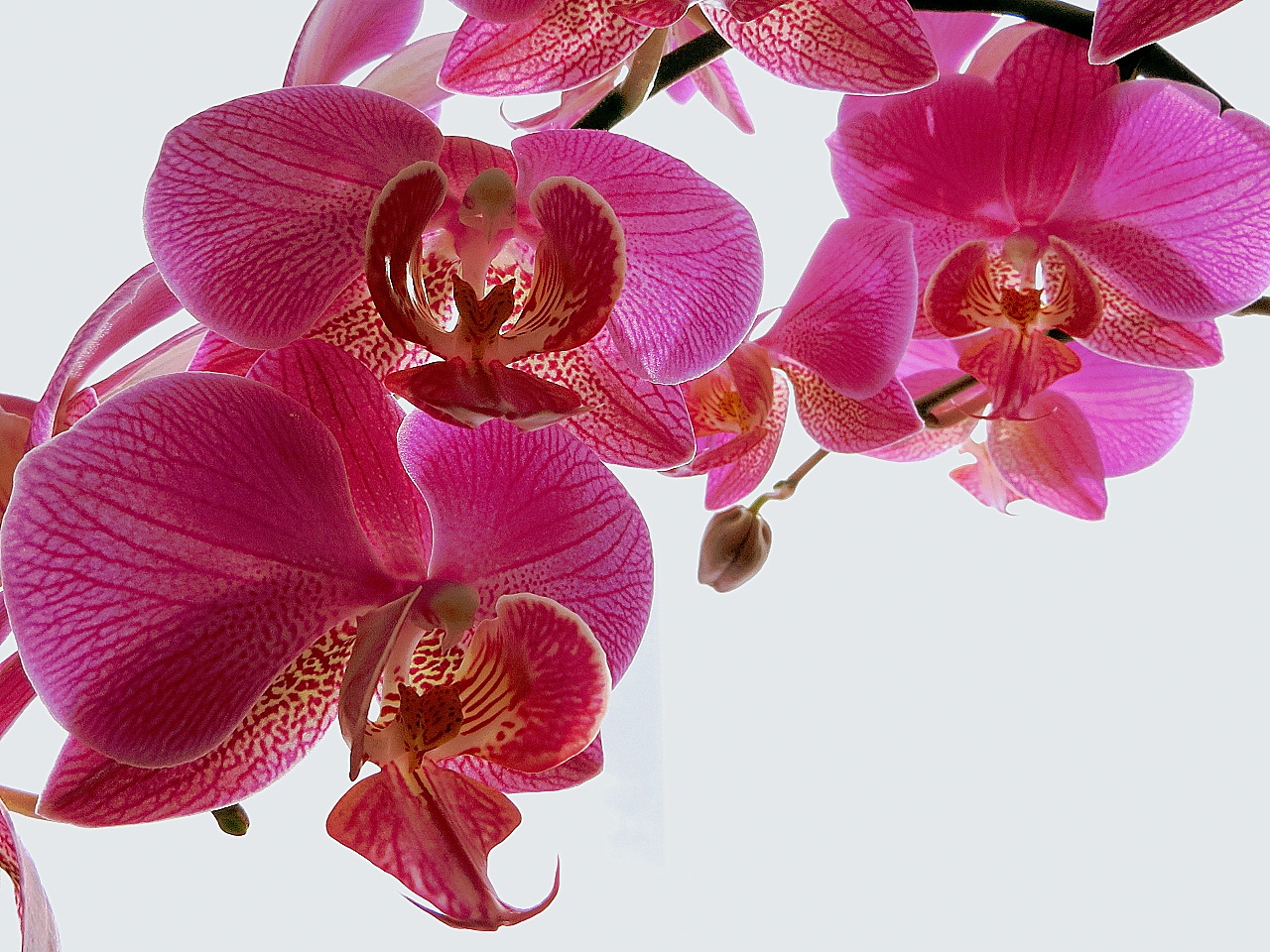 Orchidee