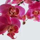 Orchidee