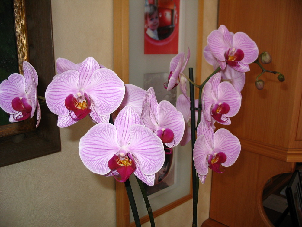 Orchidee