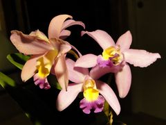 Orchidee