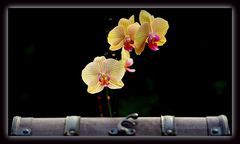 Orchidee