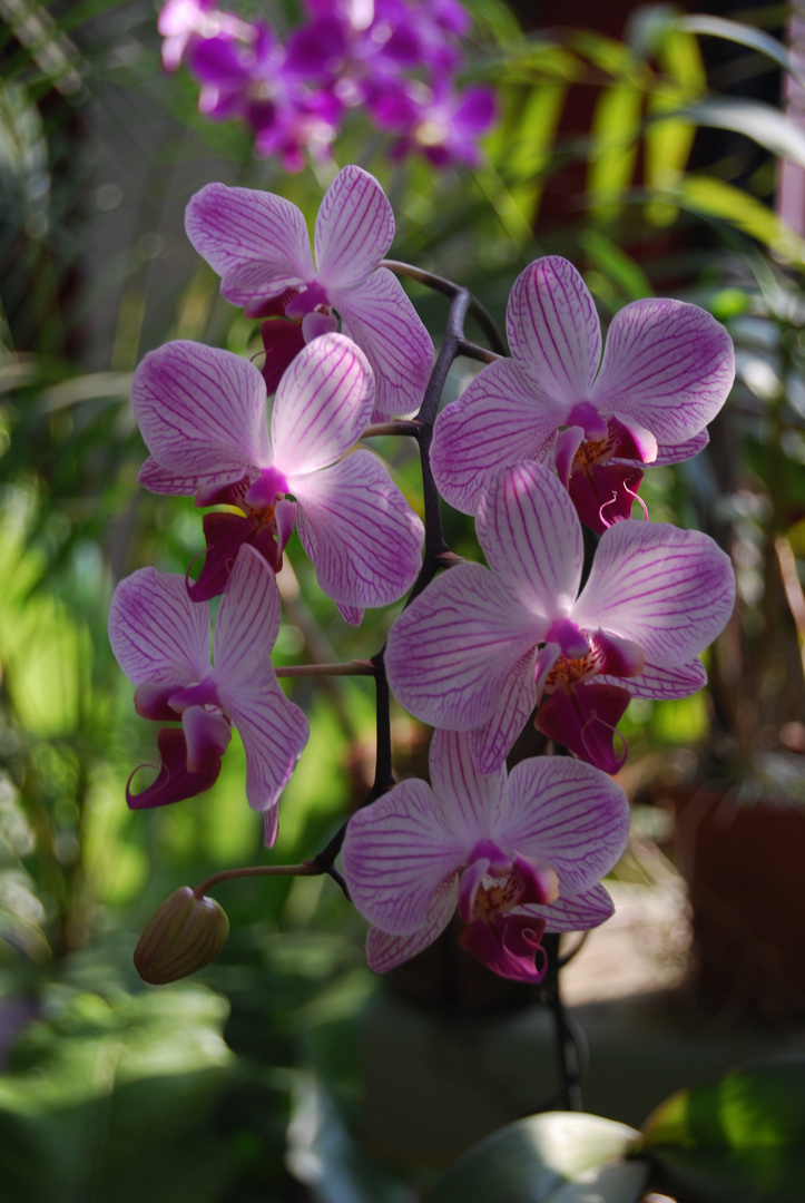 Orchidee