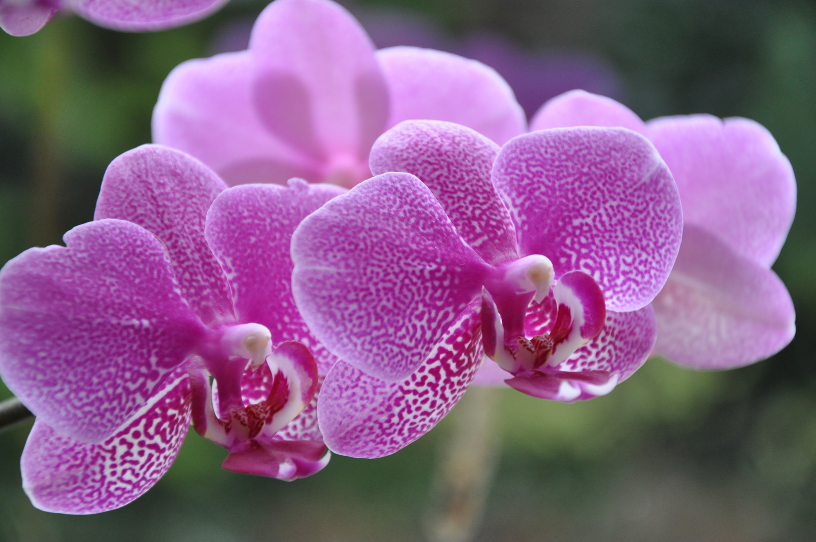 Orchidee Foto & Bild | pflanzen, pilze & flechten, blüten