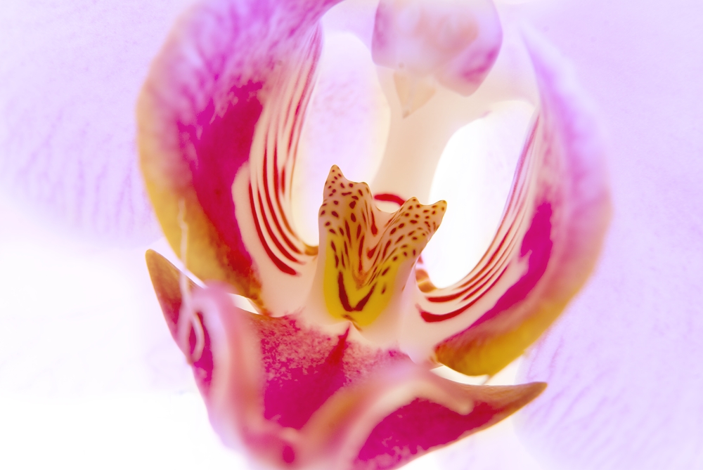 Orchidee