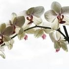 Orchidee