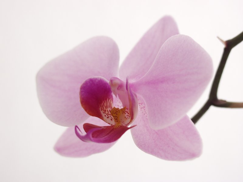 Orchidee