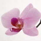 Orchidee