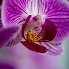 Orchidee