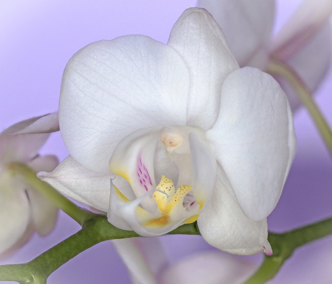 Orchidee