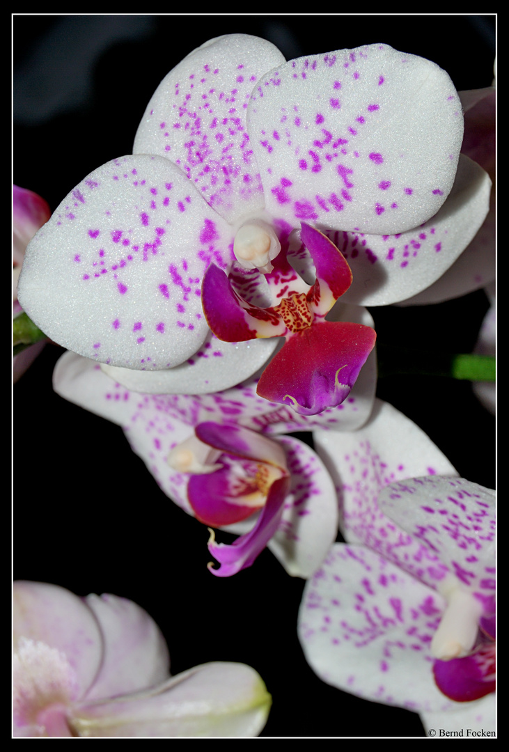 Orchidee