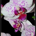 Orchidee