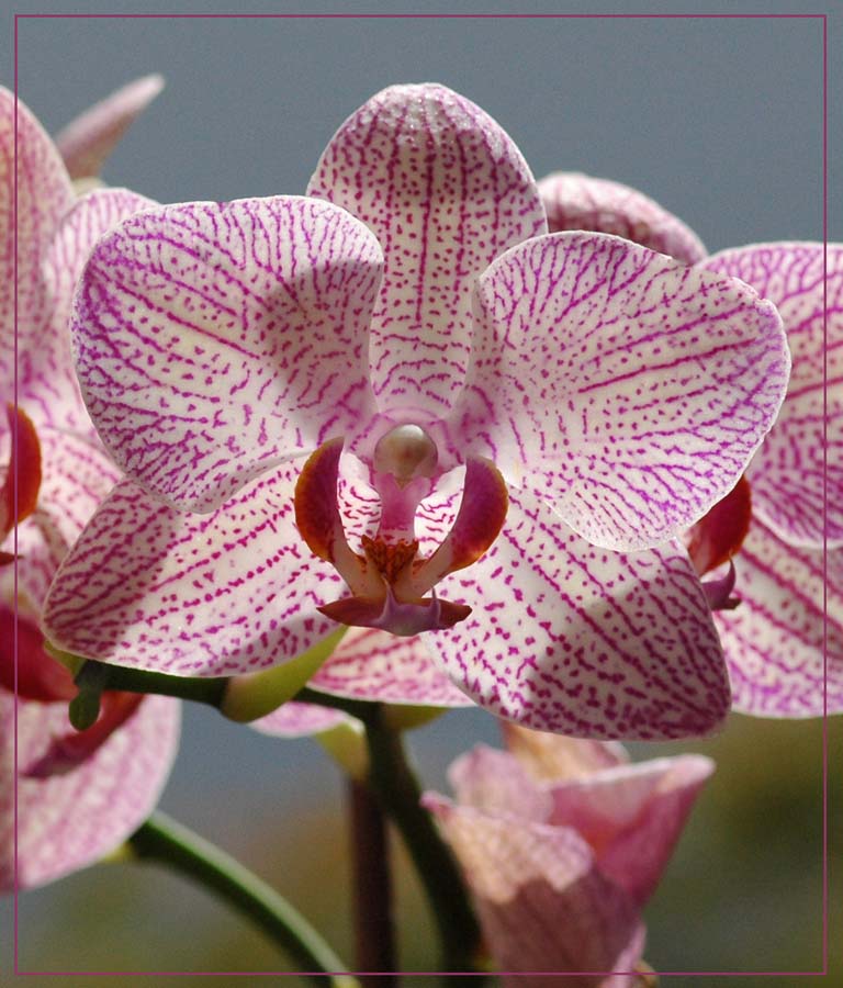 Orchidee