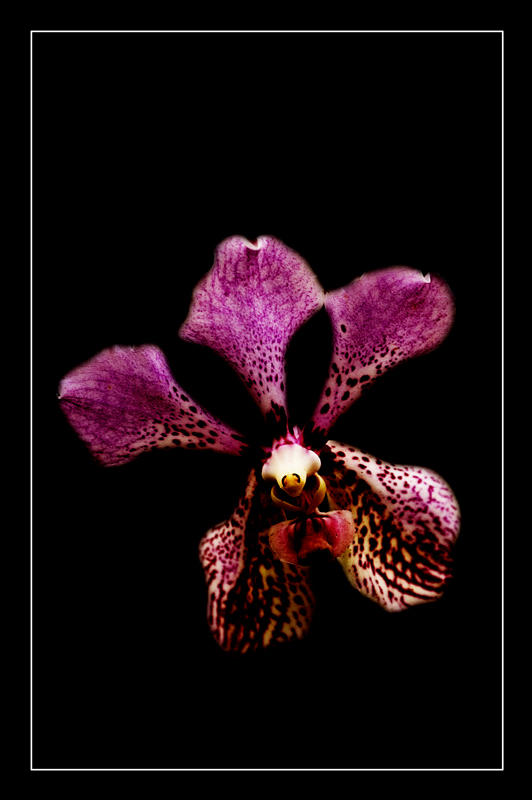 Orchidee ....