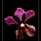 Orchidee ....